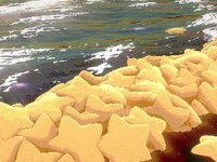 setpiece%20-%20Seawall%20Stars.mp4